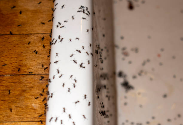  Prichard, AL Pest Control Pros